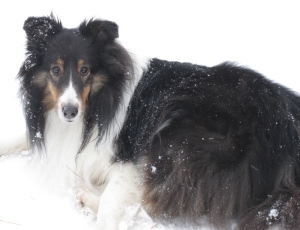 claire my sheltie in the snow